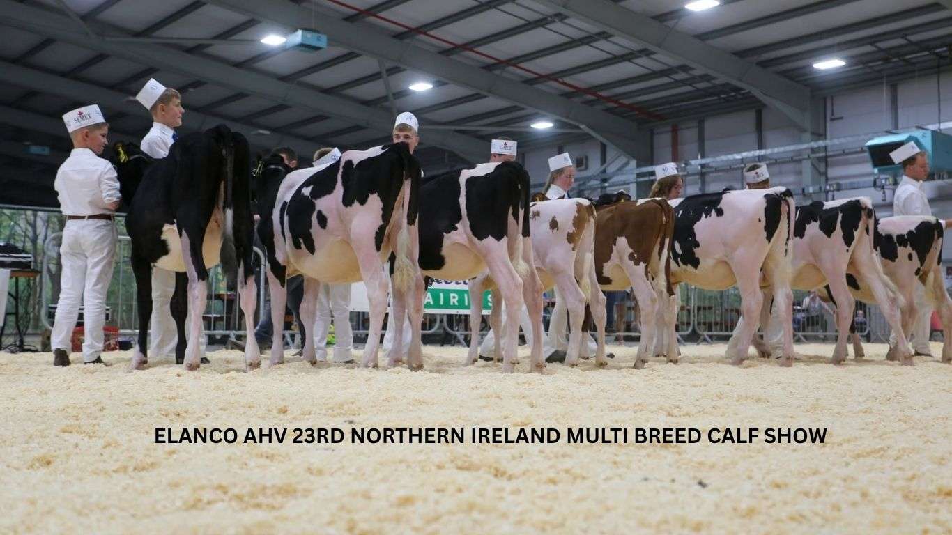 Elanco AHV 23rd Northern Ireland Multi Breed Calf Show